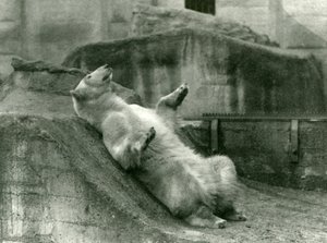 Ours polaire Sam, allongé dans son enclos au pied des terrasses Mappin, zoo de Londres, 1923